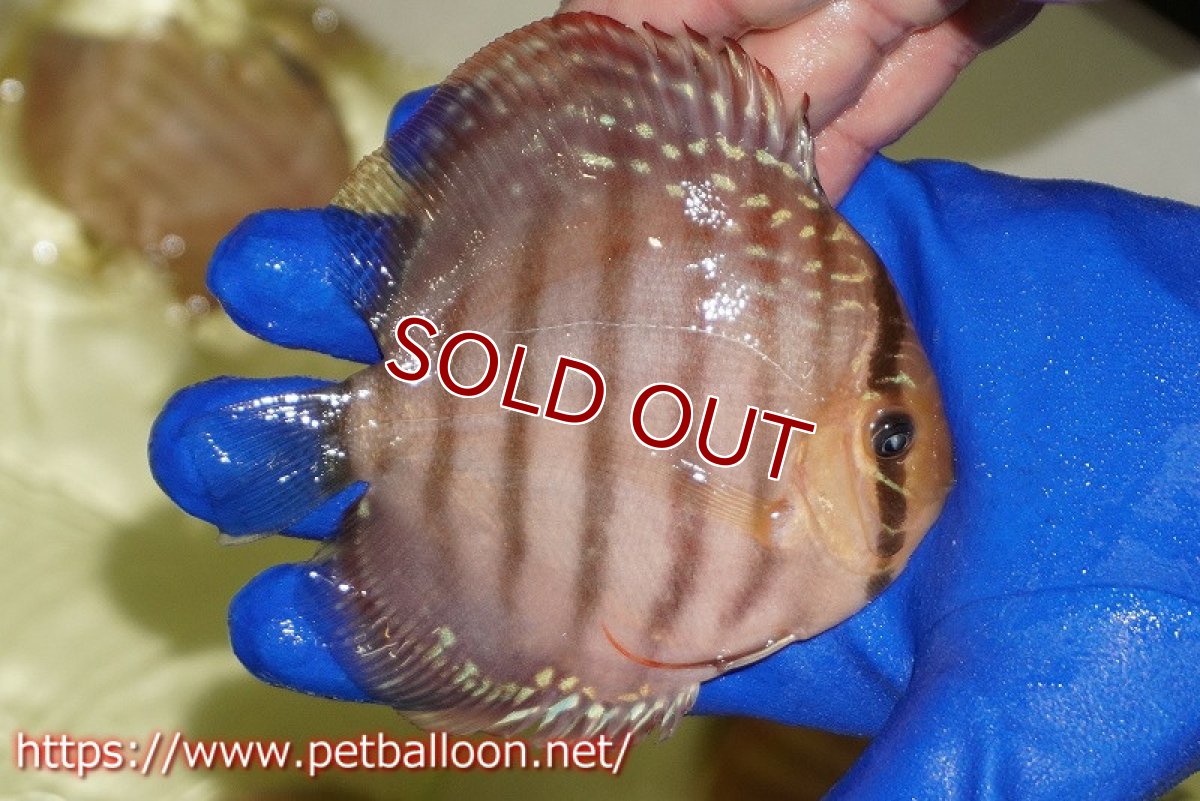 画像3: 【水槽スペース確保のため大特価】【ディスカス】【通販】【激レア究極のワイルドクロス】ワイルドクリペアレッドカバー（F4）（ハイフォーム）【個体販売】11cm（生体）マレーシア　KLディスカスファーム (3)