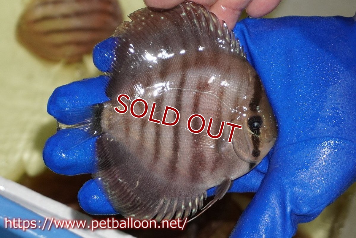 画像3: 【決算セール クーポンご利用で更に10％OFF対象商品】【ディスカス】【通販】【激レア究極のワイルドクロス】ワイルドクリペアレッドカバー（F4）（ハイフォーム）【個体販売】11cm（生体）マレーシア　KLディスカスファーム (3)