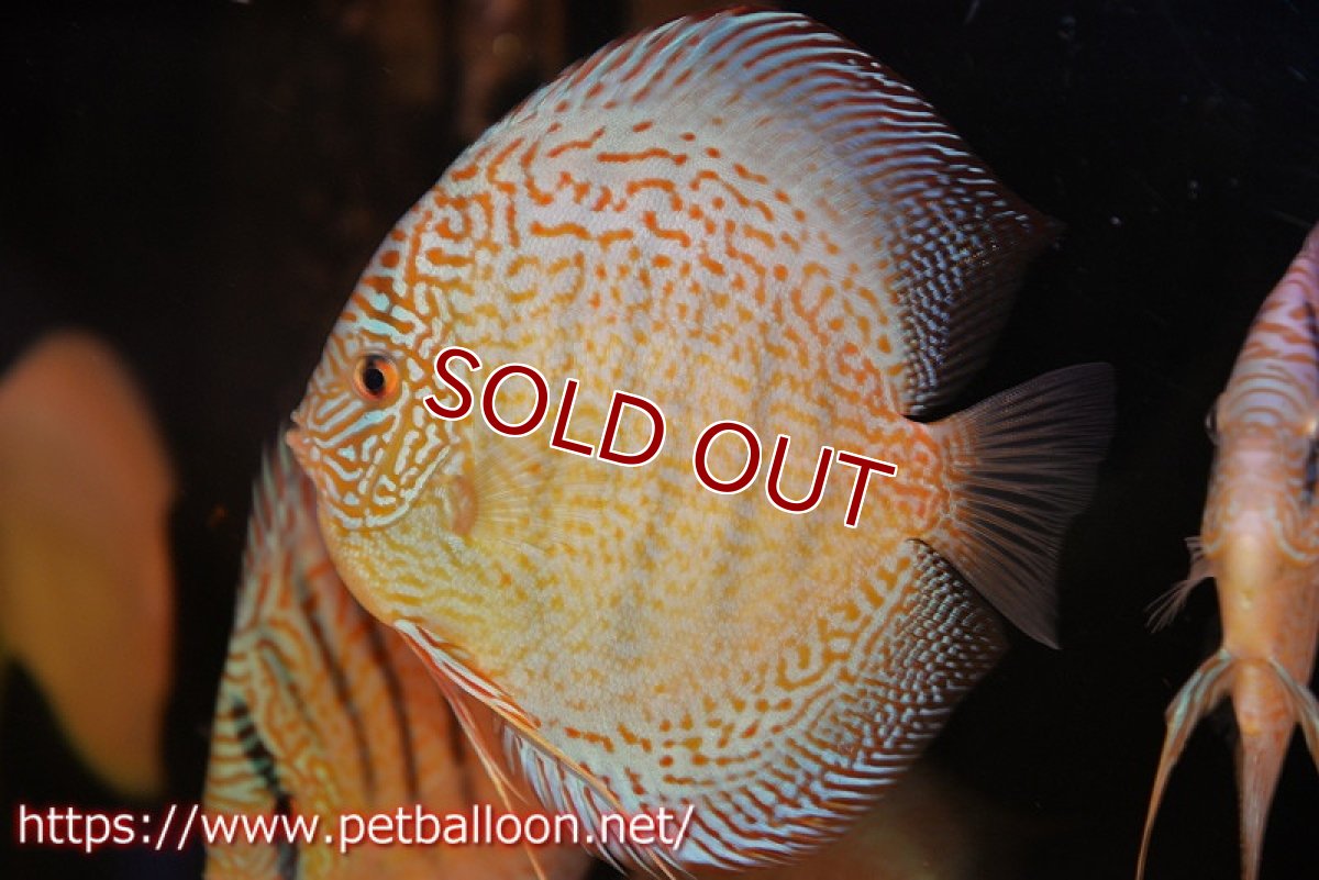 画像2: 【ディスカス】【通販】サクラスーパーブルーレオパード（ハイフォーム）【個体販売】15cm（生体）マレーシア　KLディスカスファーム (2)