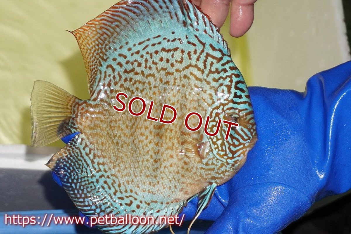 画像4: 【ディスカス】【通販】サクラスーパーブルーレオパード（ハイフォーム）【個体販売】15cm（生体）マレーシア　KLディスカスファーム (4)
