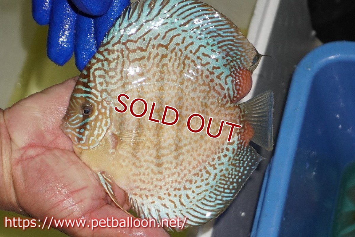 画像2: 【ディスカス】【通販】サクラスーパーブルーレオパード（ハイフォーム）【個体販売】15cm（生体）マレーシア　KLディスカスファーム (2)