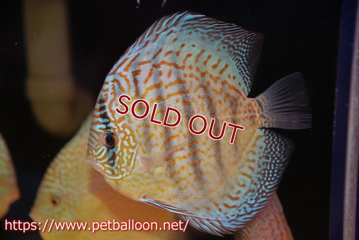 画像1: 【ディスカス】【通販】サクラスーパーブルーレオパード（ハイフォーム）【個体販売】14cm（生体）マレーシア　KLディスカスファーム (1)