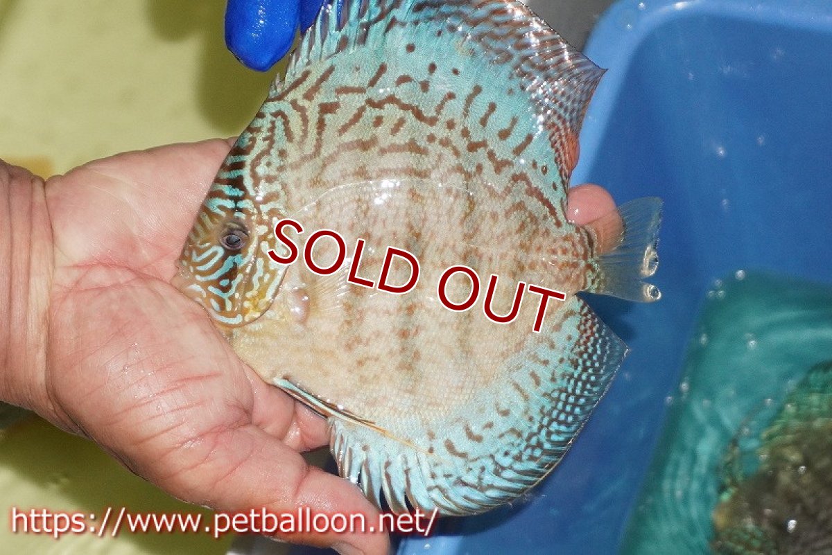 画像2: 【ディスカス】【通販】サクラスーパーブルーレオパード（ハイフォーム）【個体販売】14cm（生体）マレーシア　KLディスカスファーム (2)