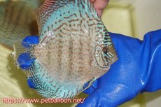 画像3: 【ディスカス】【通販】サクラスーパーブルーレオパード（ハイフォーム）【個体販売】14cm（生体）マレーシア　KLディスカスファーム (3)