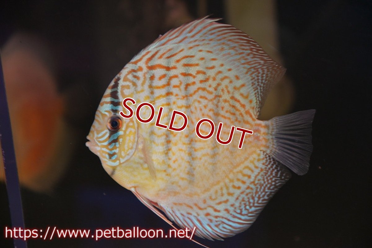 画像1: 【決算セール クーポンご利用で更に10％OFF対象商品】【ディスカス】【通販】サクラスーパーブルーレオパード（ハイフォーム）【個体販売】14cm（生体）マレーシア　KLディスカスファーム (1)