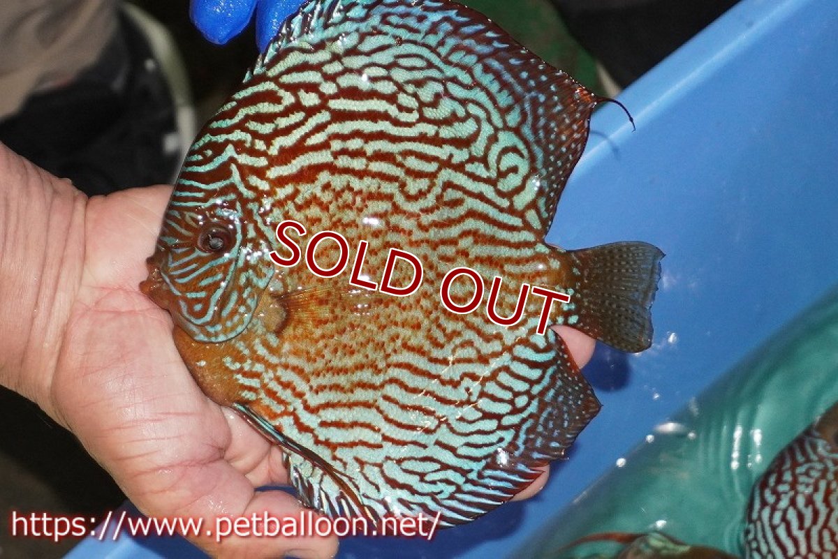 画像2: 【ディスカス】【通販】アルタムスターライトレッドターコイズ（ハイフォーム）【個体販売】16-17cm（生体）マレーシア　NAディスカスファーム (2)