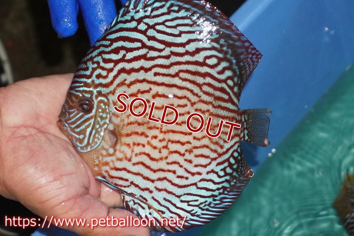 画像2: 【ディスカス】【通販】アルタムスターライトレッドターコイズ（ハイフォーム）【個体販売】16-17cm（生体）マレーシア　NAディスカスファーム (2)