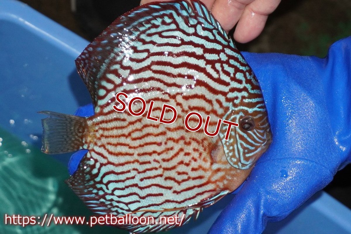 画像3: 【ディスカス】【通販】アルタムスターライトレッドターコイズ（ハイフォーム）【個体販売】16-17cm（生体）マレーシア　NAディスカスファーム (3)