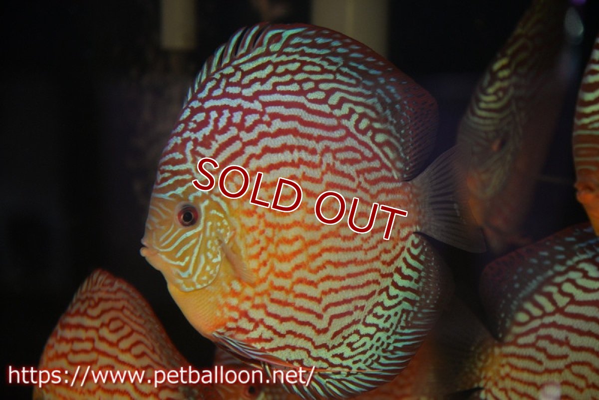 画像1: 【ディスカス】【通販】アルタムスターライトレッドターコイズ（ハイフォーム）【個体販売】16-17cm（生体）マレーシア　NAディスカスファーム (1)