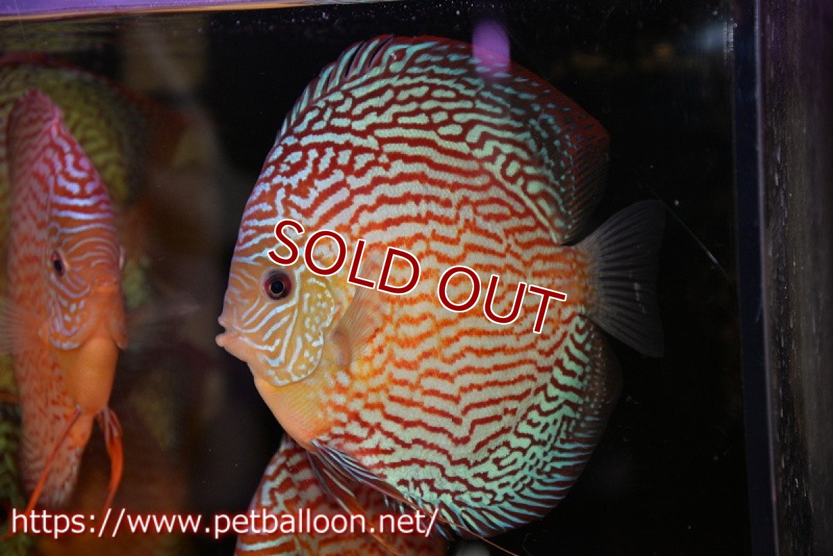 画像2: 【ディスカス】【通販】アルタムスターライトレッドターコイズ（ハイフォーム）【個体販売】16-17cm（生体）マレーシア　NAディスカスファーム (2)