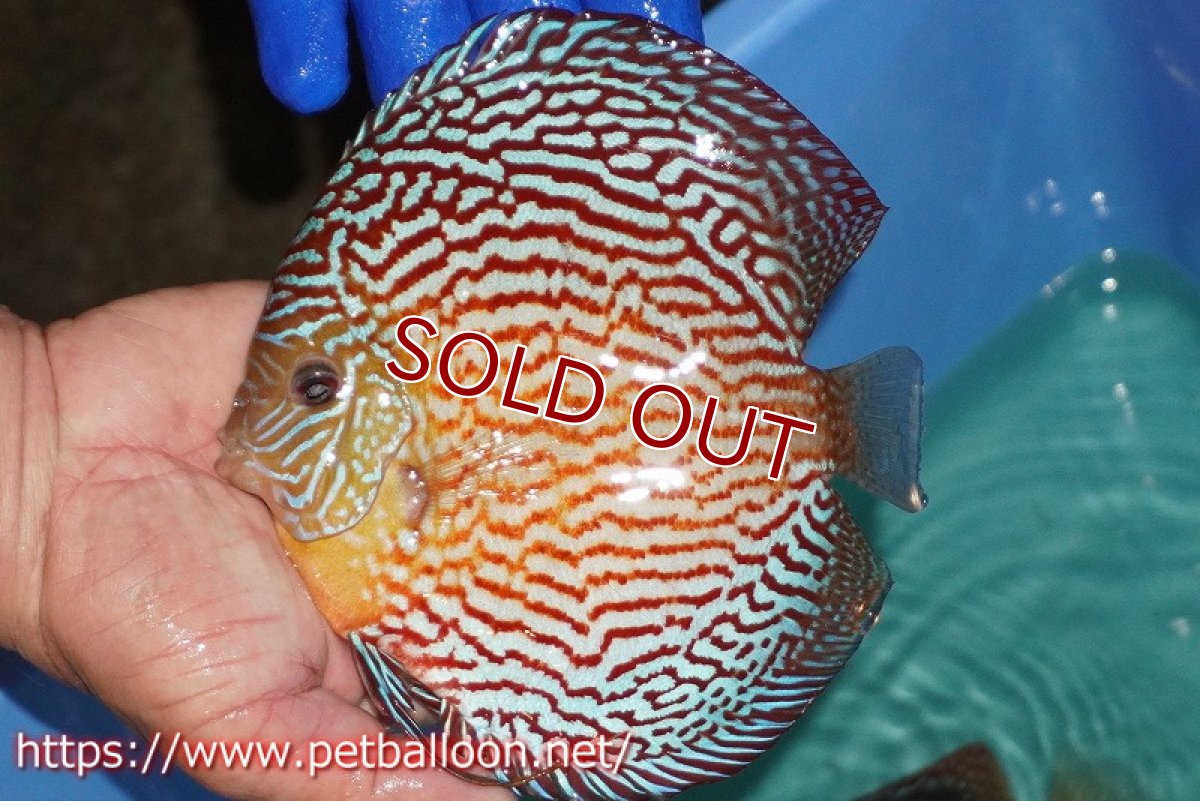 画像3: 【ディスカス】【通販】アルタムスターライトレッドターコイズ（ハイフォーム）【個体販売】16-17cm（生体）マレーシア　NAディスカスファーム (3)