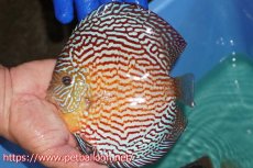 画像3: 【ディスカス】【通販】アルタムスターライトレッドターコイズ（ハイフォーム）【個体販売】16-17cm（生体）マレーシア　NAディスカスファーム (3)