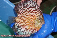 画像4: 【ディスカス】【通販】アルタムスターライトレッドターコイズ（ハイフォーム）【個体販売】16-17cm（生体）マレーシア　NAディスカスファーム (4)