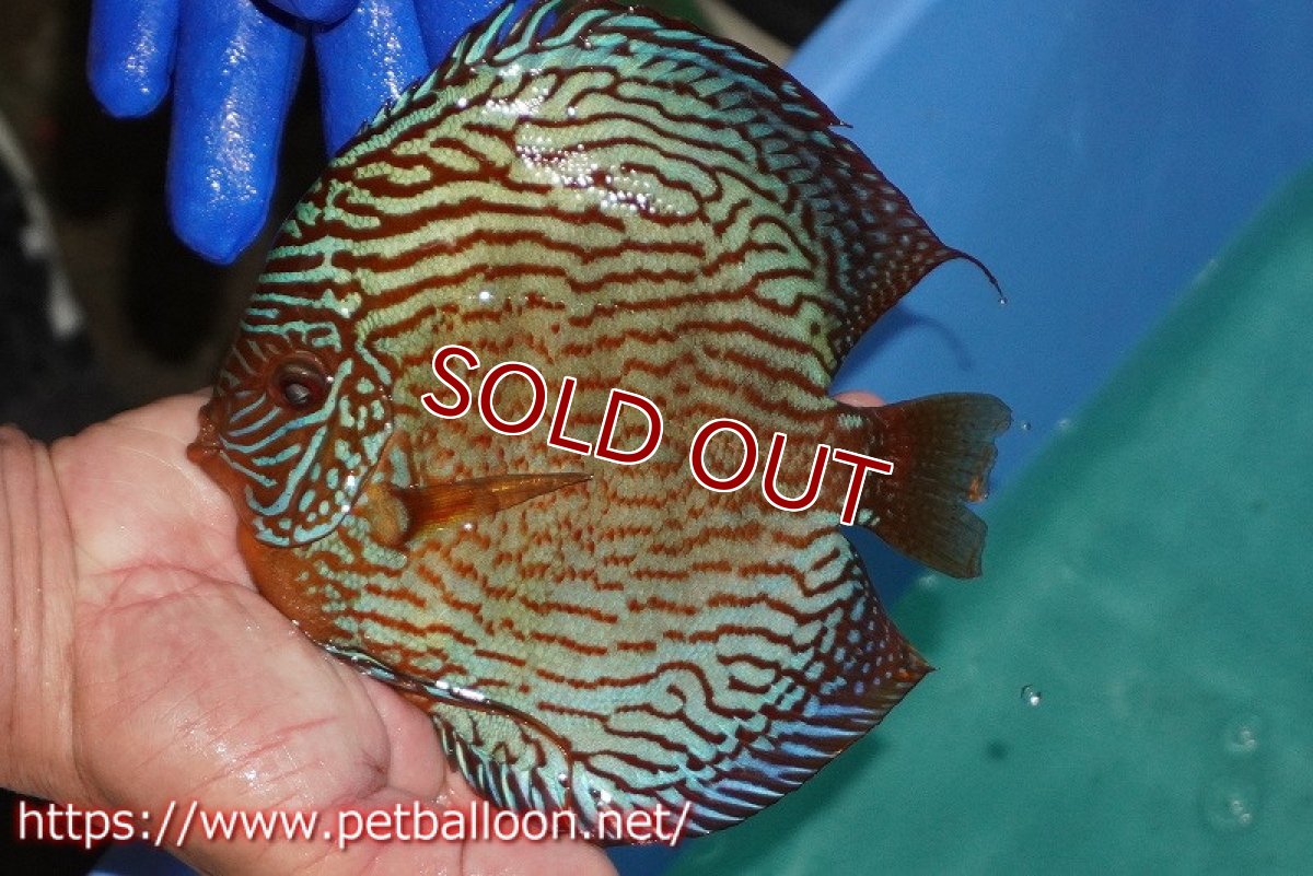 画像2: 【ディスカス】【通販】アルタムスターライトレッドターコイズ（ハイフォーム）【個体販売】16-17cm（生体）マレーシア　NAディスカスファーム (2)