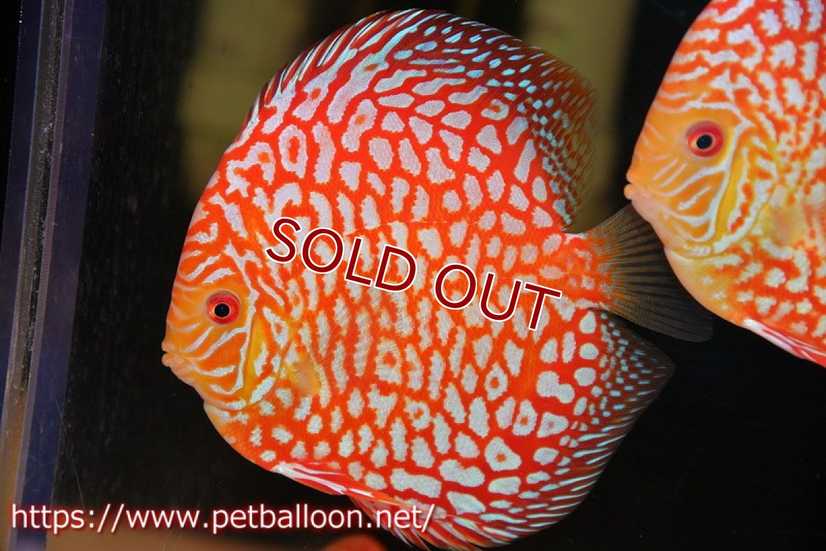 画像1: 【ディスカス】【通販】スーパーレッドパールチェッカーピジョン（ハイフォーム）【個体販売】14-15cm（生体）マレーシア　NAディスカスファーム (1)