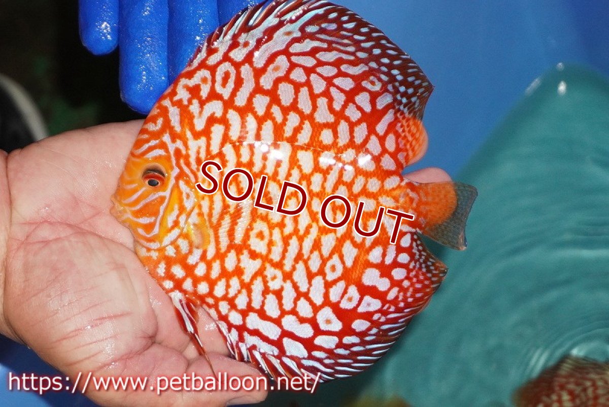 画像2: 【ディスカス】【通販】スーパーレッドパールチェッカーピジョン（ハイフォーム）【個体販売】14-15cm（生体）マレーシア　NAディスカスファーム (2)