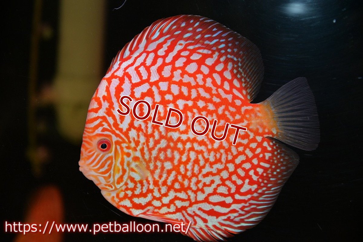 画像1: 【ディスカス】【通販】スーパーレッドパールチェッカーピジョン（ハイフォーム）【個体販売】14-15cm（生体）マレーシア　NAディスカスファーム (1)