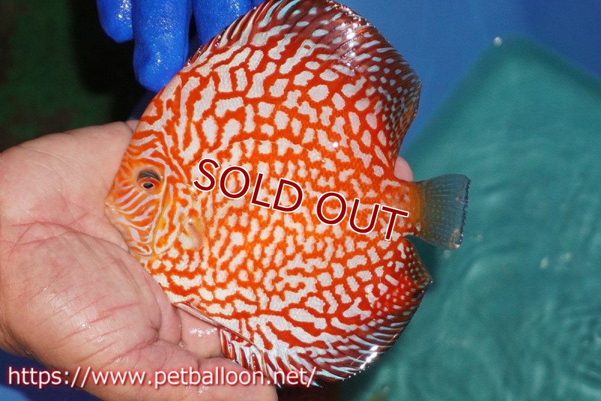 画像2: 【ディスカス】【通販】スーパーレッドパールチェッカーピジョン（ハイフォーム）【個体販売】14-15cm（生体）マレーシア　NAディスカスファーム (2)