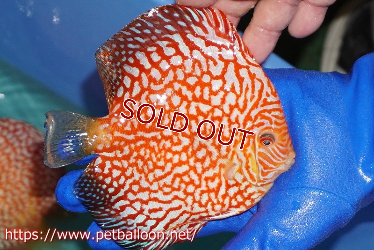 画像3: 【ディスカス】【通販】スーパーレッドパールチェッカーピジョン（ハイフォーム）【個体販売】14-15cm（生体）マレーシア　NAディスカスファーム (3)