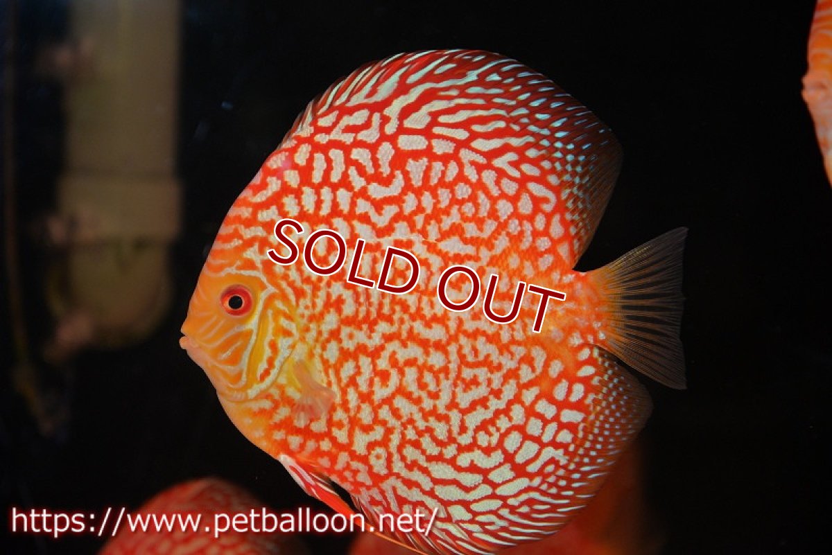 画像1: 【ディスカス】【通販】スーパーレッドパールチェッカーピジョン（ハイフォーム）【個体販売】14-15cm（生体）マレーシア　NAディスカスファーム (1)