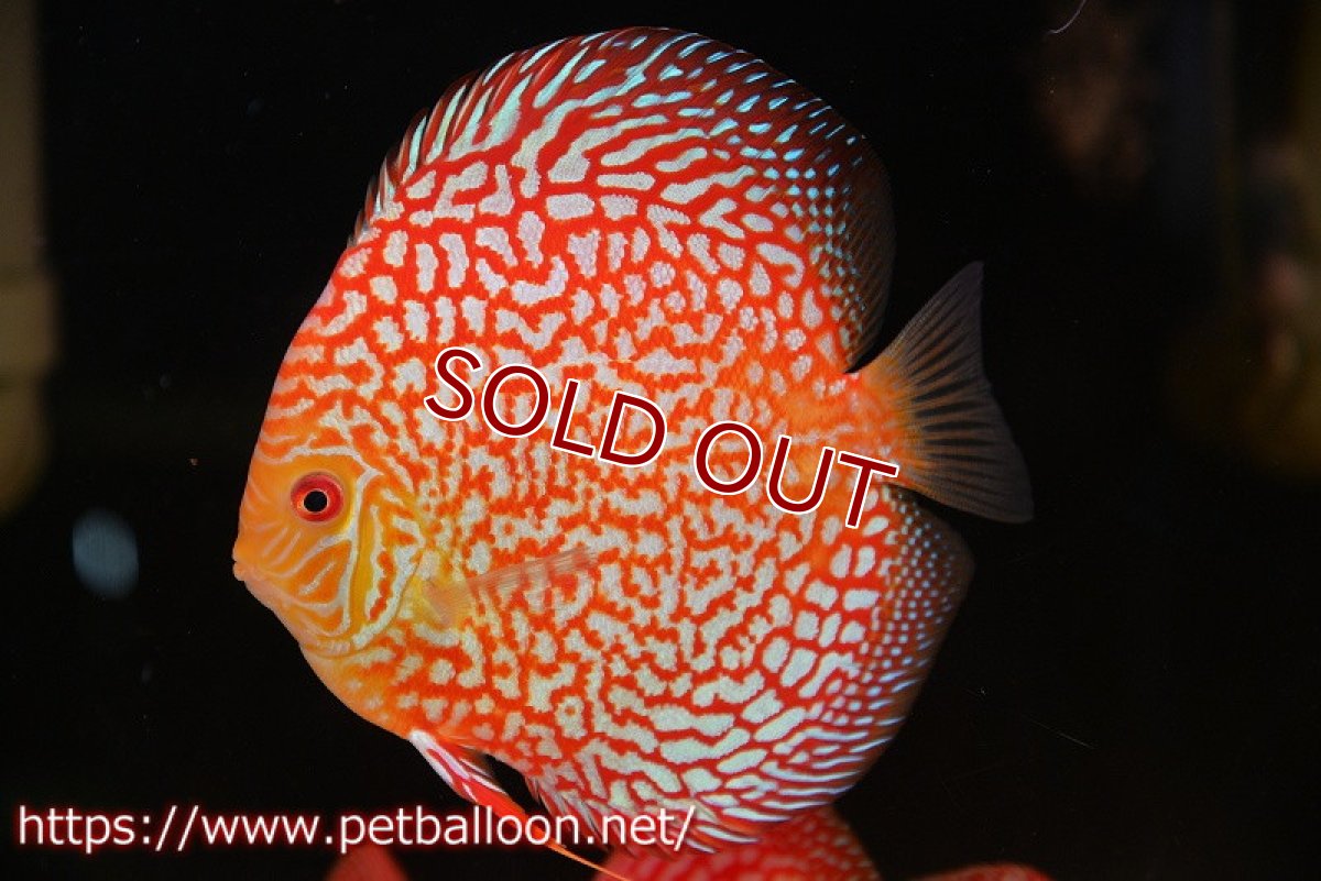 画像2: 【ディスカス】【通販】スーパーレッドパールチェッカーピジョン（ハイフォーム）【個体販売】14-15cm（生体）マレーシア　NAディスカスファーム (2)