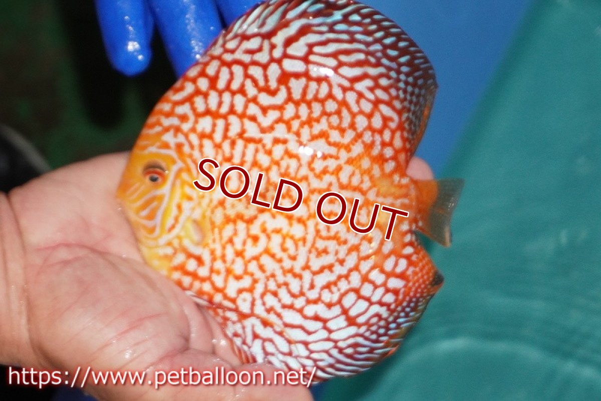 画像3: 【ディスカス】【通販】スーパーレッドパールチェッカーピジョン（ハイフォーム）【個体販売】14-15cm（生体）マレーシア　NAディスカスファーム (3)