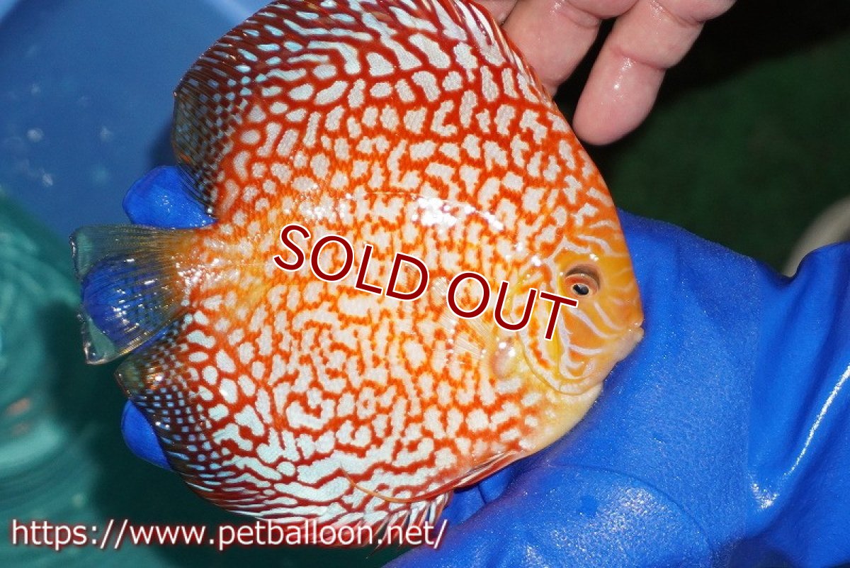 画像4: 【ディスカス】【通販】スーパーレッドパールチェッカーピジョン（ハイフォーム）【個体販売】14-15cm（生体）マレーシア　NAディスカスファーム (4)