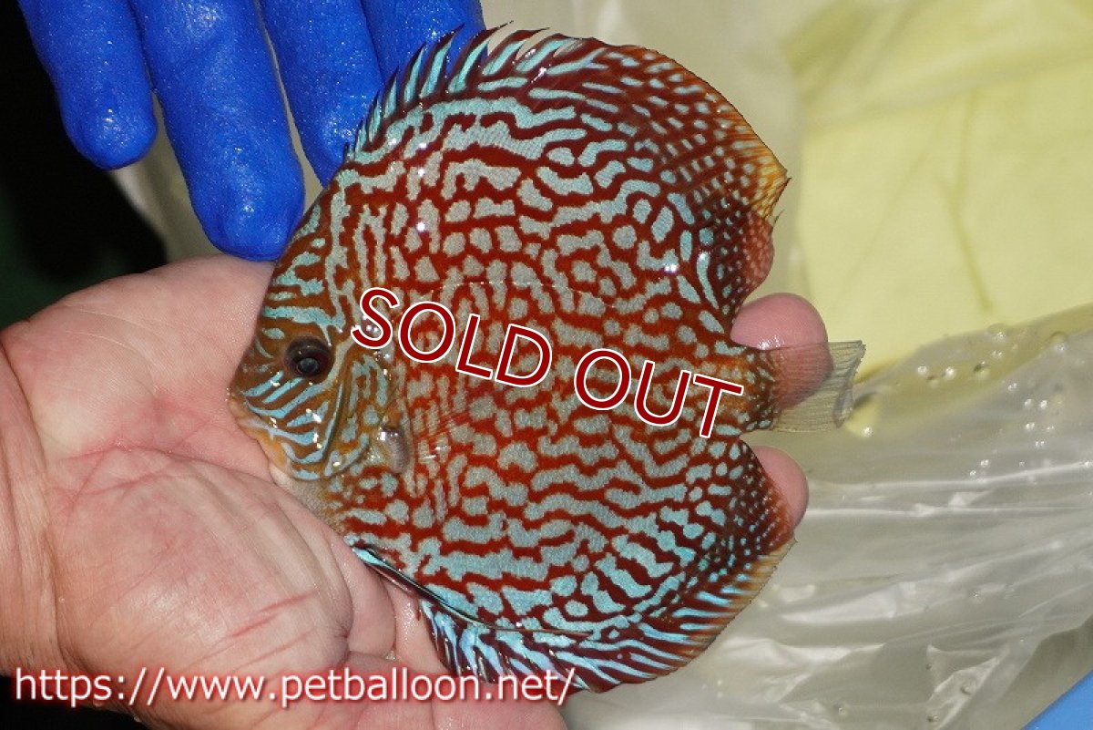 画像2: 【ディスカス】【通販】メイズレッドターコイズ（ハイフォーム）【個体販売】11-12cm（生体）マレーシア　NAディスカスファーム (2)