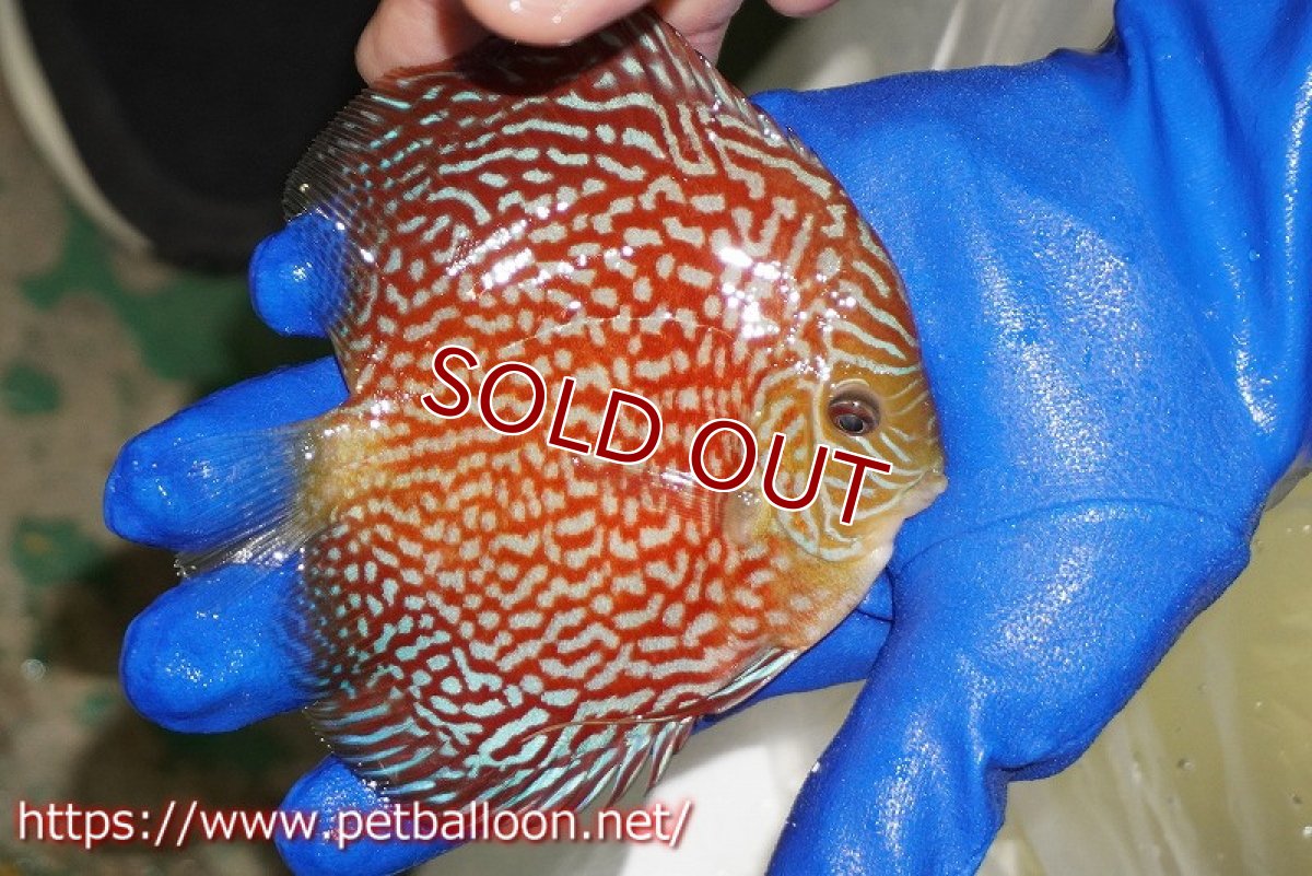 画像2: 【ディスカス】【通販】メイズレッドターコイズ（ハイフォーム）【個体販売】11-12cm（生体）マレーシア　NAディスカスファーム (2)