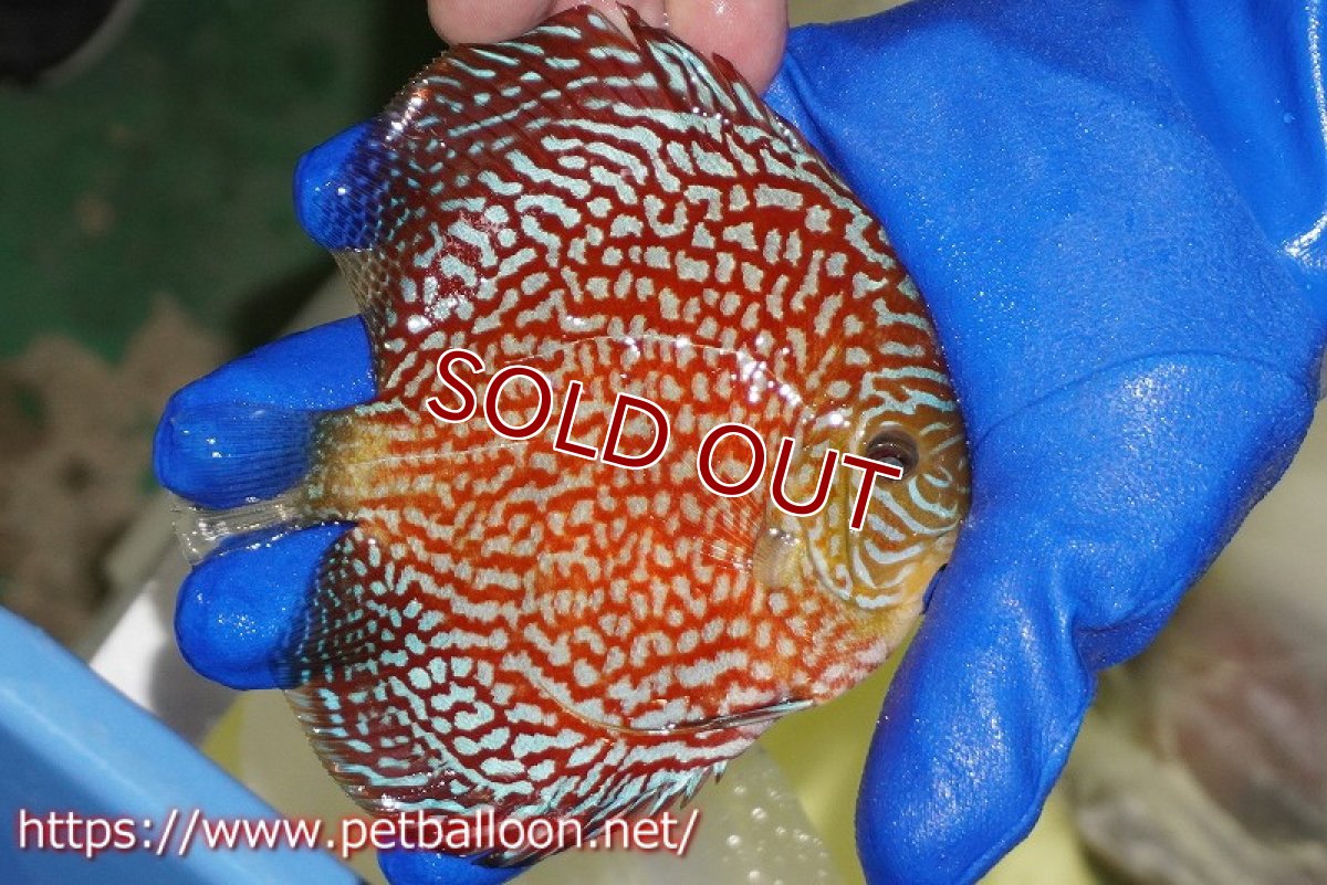 画像2: 【ディスカス】【通販】メイズレッドターコイズ（ハイフォーム）【個体販売】11-12cm（生体）マレーシア　NAディスカスファーム (2)