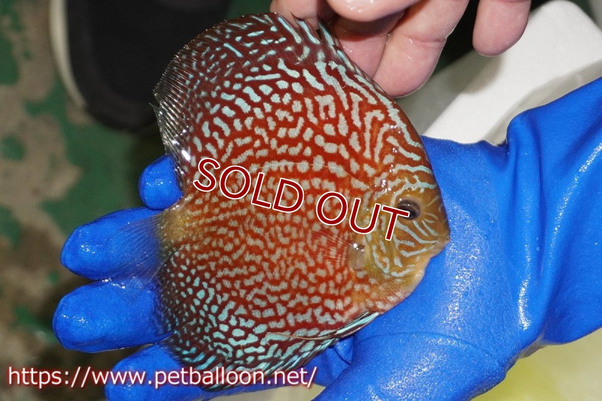 画像3: 【ディスカス】【通販】メイズレッドターコイズ（ハイフォーム）【個体販売】11-12cm（生体）マレーシア　NAディスカスファーム (3)