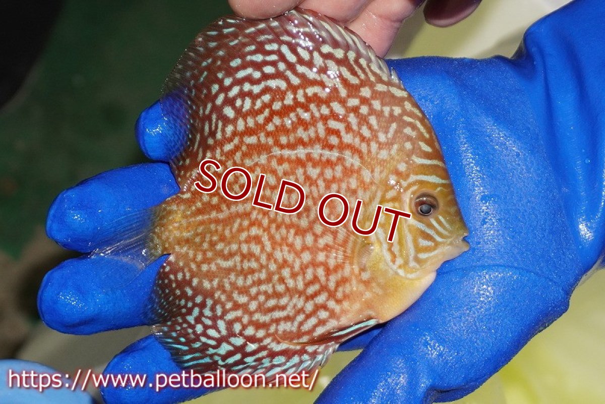 画像3: 【ディスカス】【通販】メイズレッドターコイズ（ハイフォーム）【個体販売】11-12cm（生体）マレーシア　NAディスカスファーム (3)