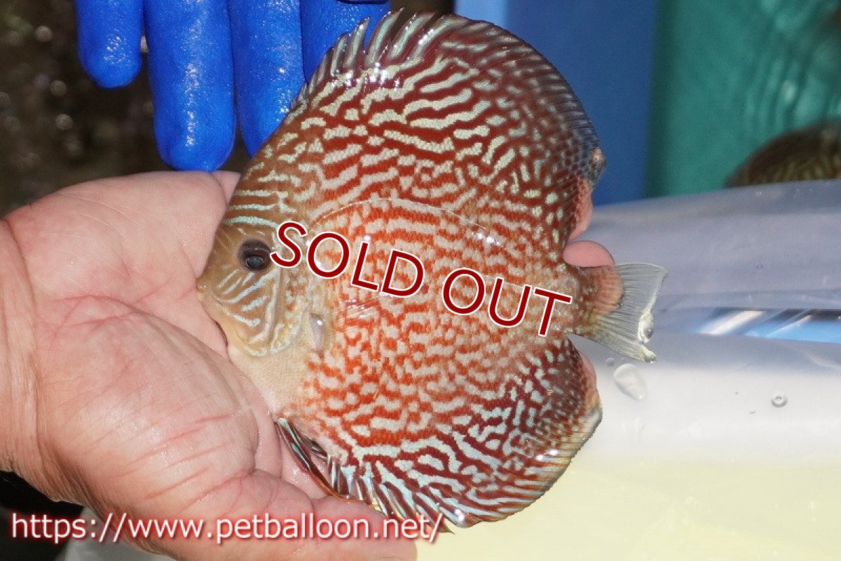 画像2: 【水槽スペース確保のため大特価】【ディスカス】【通販】アルタムレッドカーネーション（ハイフォーム）【個体販売】12cm（生体）マレーシア　NAディスカスファーム (2)