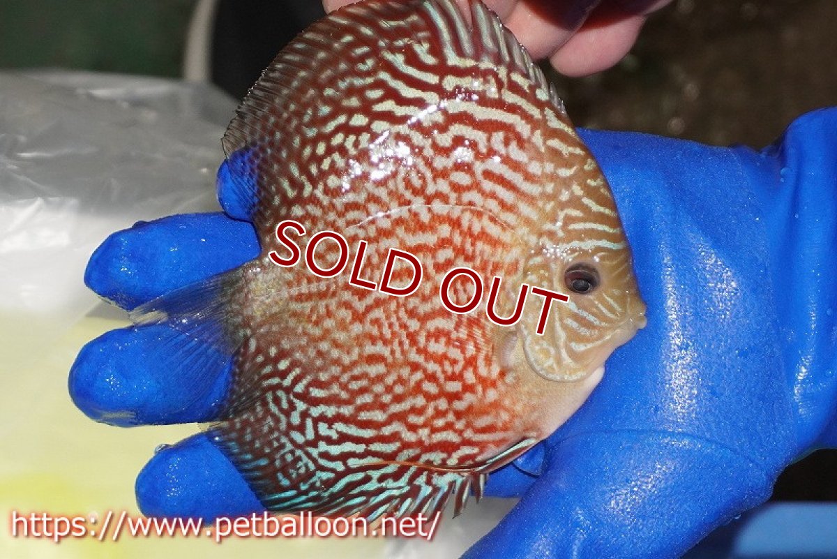 画像3: 【水槽スペース確保のため大特価】【ディスカス】【通販】アルタムレッドカーネーション（ハイフォーム）【個体販売】12cm（生体）マレーシア　NAディスカスファーム (3)