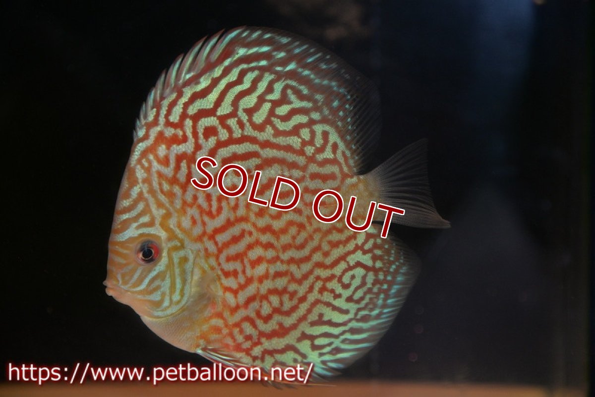 画像1: 【決算セール クーポンご利用で更に10％OFF対象商品】【ディスカス】【通販】アルタムレッドカーネーション（ハイフォーム）【個体販売】12cm（生体）マレーシア　NAディスカスファーム (1)