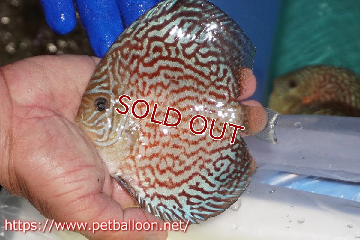 画像2: 【決算セール クーポンご利用で更に10％OFF対象商品】【ディスカス】【通販】アルタムレッドカーネーション（ハイフォーム）【個体販売】12cm（生体）マレーシア　NAディスカスファーム (2)