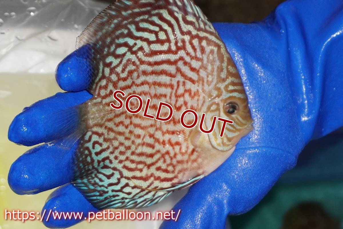 画像3: 【決算セール クーポンご利用で更に10％OFF対象商品】【ディスカス】【通販】アルタムレッドカーネーション（ハイフォーム）【個体販売】12cm（生体）マレーシア　NAディスカスファーム (3)