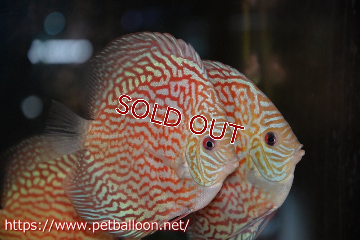 画像1: 【ディスカス】【通販】アルタムレッドカーネーション（ハイフォーム）【個体販売】12cm（生体）マレーシア　NAディスカスファーム (1)