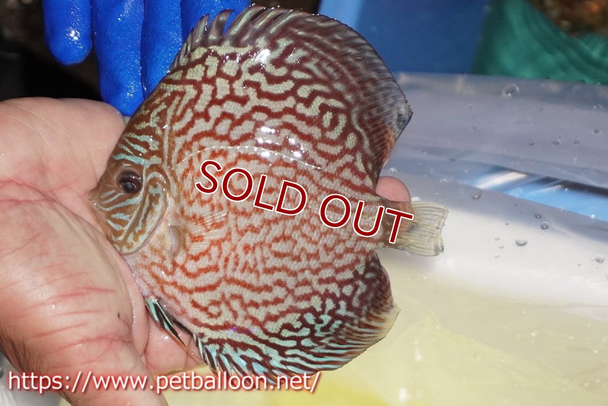 画像2: 【ディスカス】【通販】アルタムレッドカーネーション（ハイフォーム）【個体販売】12cm（生体）マレーシア　NAディスカスファーム (2)