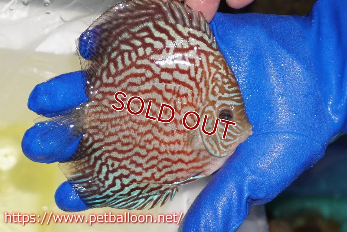 画像3: 【ディスカス】【通販】アルタムレッドカーネーション（ハイフォーム）【個体販売】12cm（生体）マレーシア　NAディスカスファーム (3)