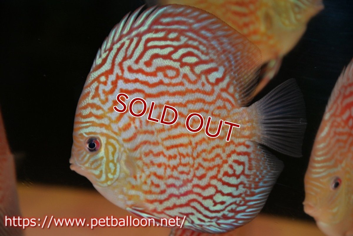 画像1: 【決算セール クーポンご利用で更に10％OFF対象商品】【ディスカス】【通販】アルタムレッドカーネーション（ハイフォーム）【個体販売】12cm（生体）マレーシア　NAディスカスファーム (1)