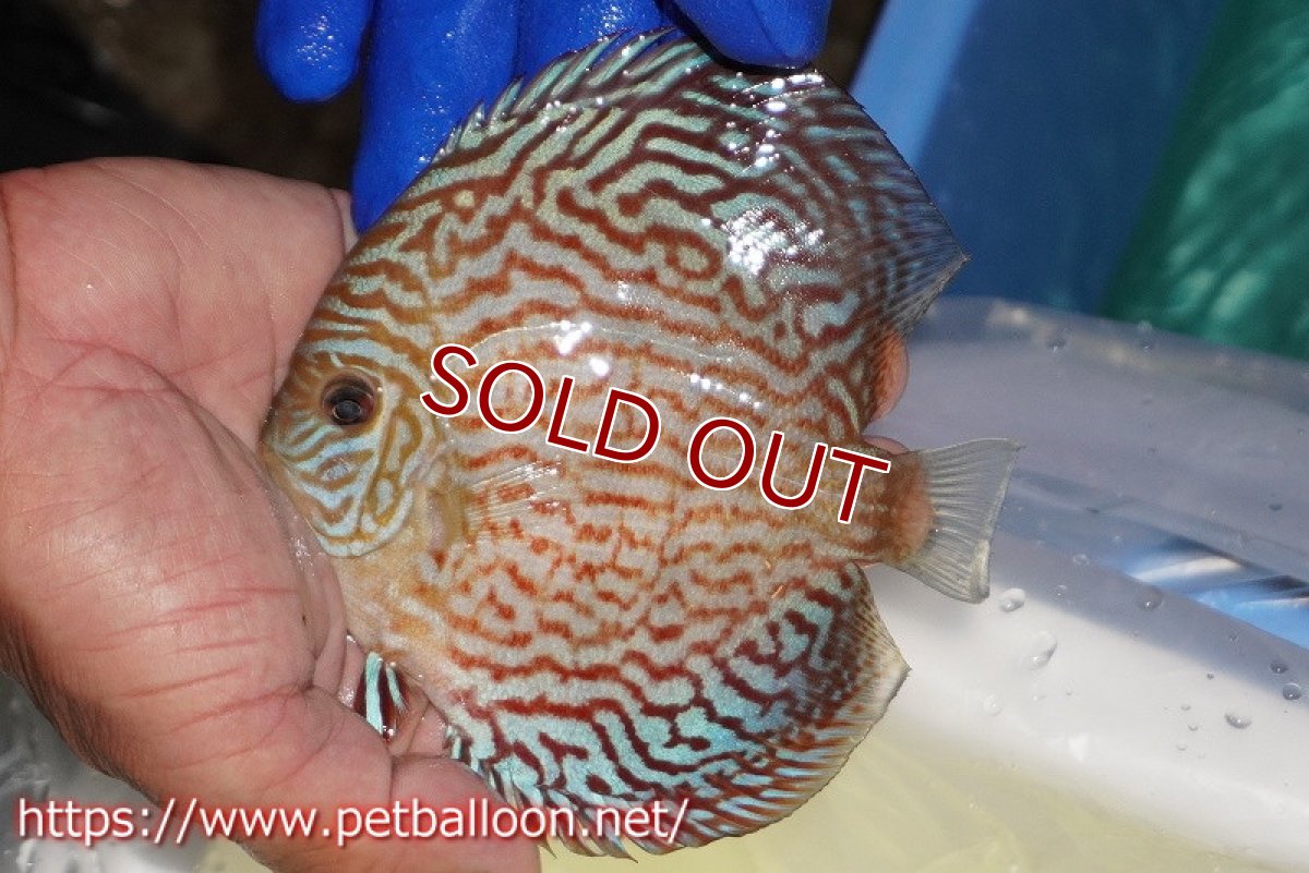 画像2: 【決算セール クーポンご利用で更に10％OFF対象商品】【ディスカス】【通販】アルタムレッドカーネーション（ハイフォーム）【個体販売】12cm（生体）マレーシア　NAディスカスファーム (2)