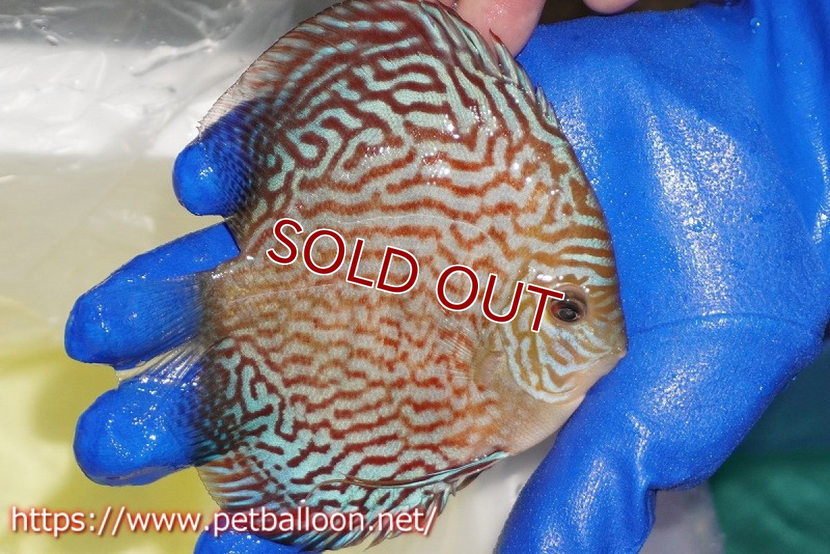 画像3: 【決算セール クーポンご利用で更に10％OFF対象商品】【ディスカス】【通販】アルタムレッドカーネーション（ハイフォーム）【個体販売】12cm（生体）マレーシア　NAディスカスファーム (3)