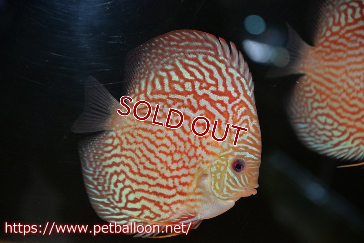 画像1: 【ディスカス】【通販】アルタムレッドカーネーション（ハイフォーム）【個体販売】12cm（生体）マレーシア　NAディスカスファーム (1)