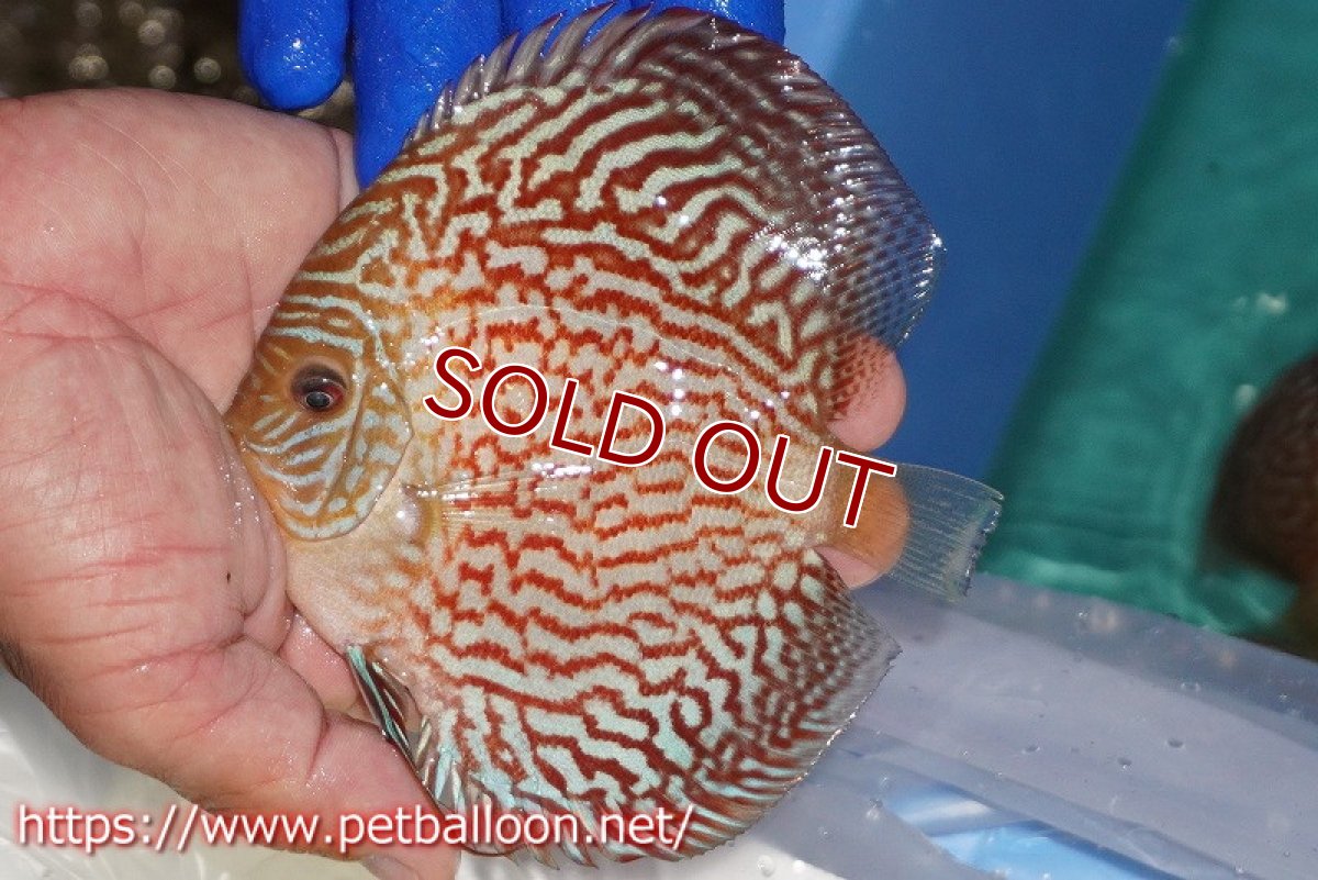 画像2: 【ディスカス】【通販】アルタムレッドカーネーション（ハイフォーム）【個体販売】12cm（生体）マレーシア　NAディスカスファーム (2)