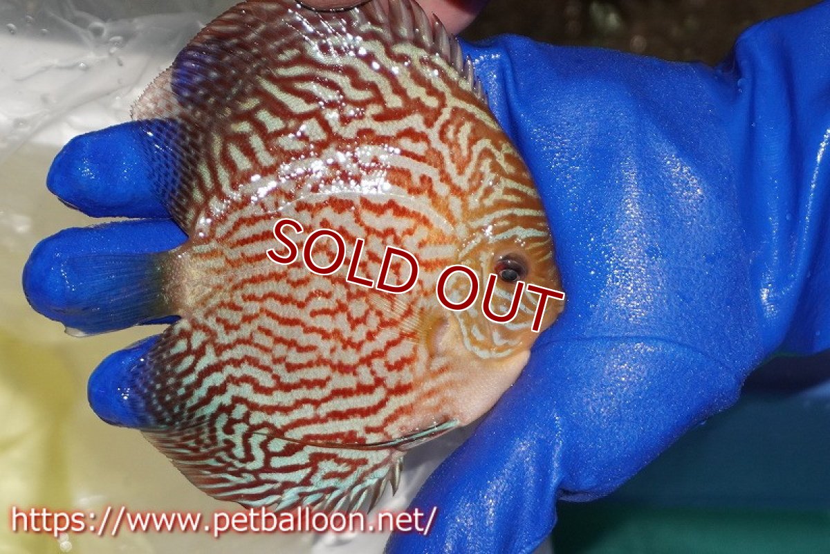 画像3: 【ディスカス】【通販】アルタムレッドカーネーション（ハイフォーム）【個体販売】12cm（生体）マレーシア　NAディスカスファーム (3)