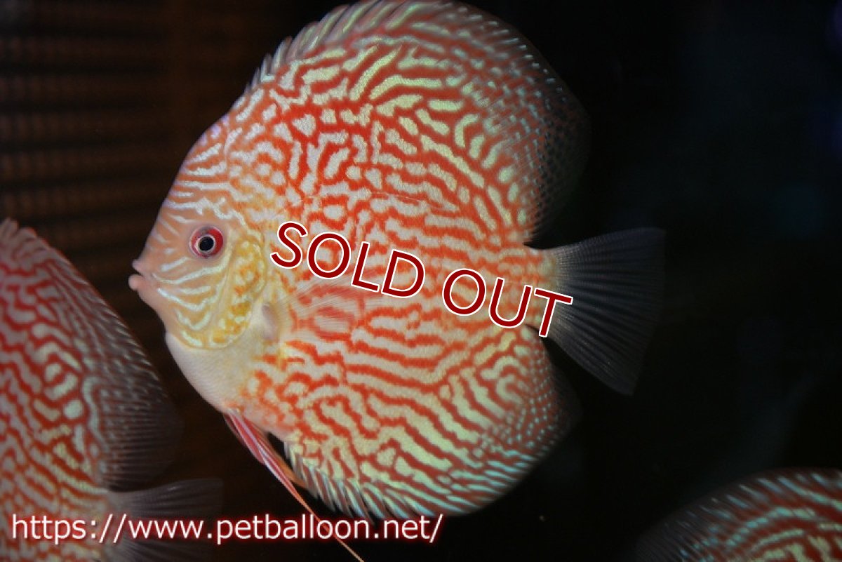 画像1: 【ディスカス】【通販】アルタムレッドカーネーション（ハイフォーム）【個体販売】12cm（生体）マレーシア　NAディスカスファーム (1)