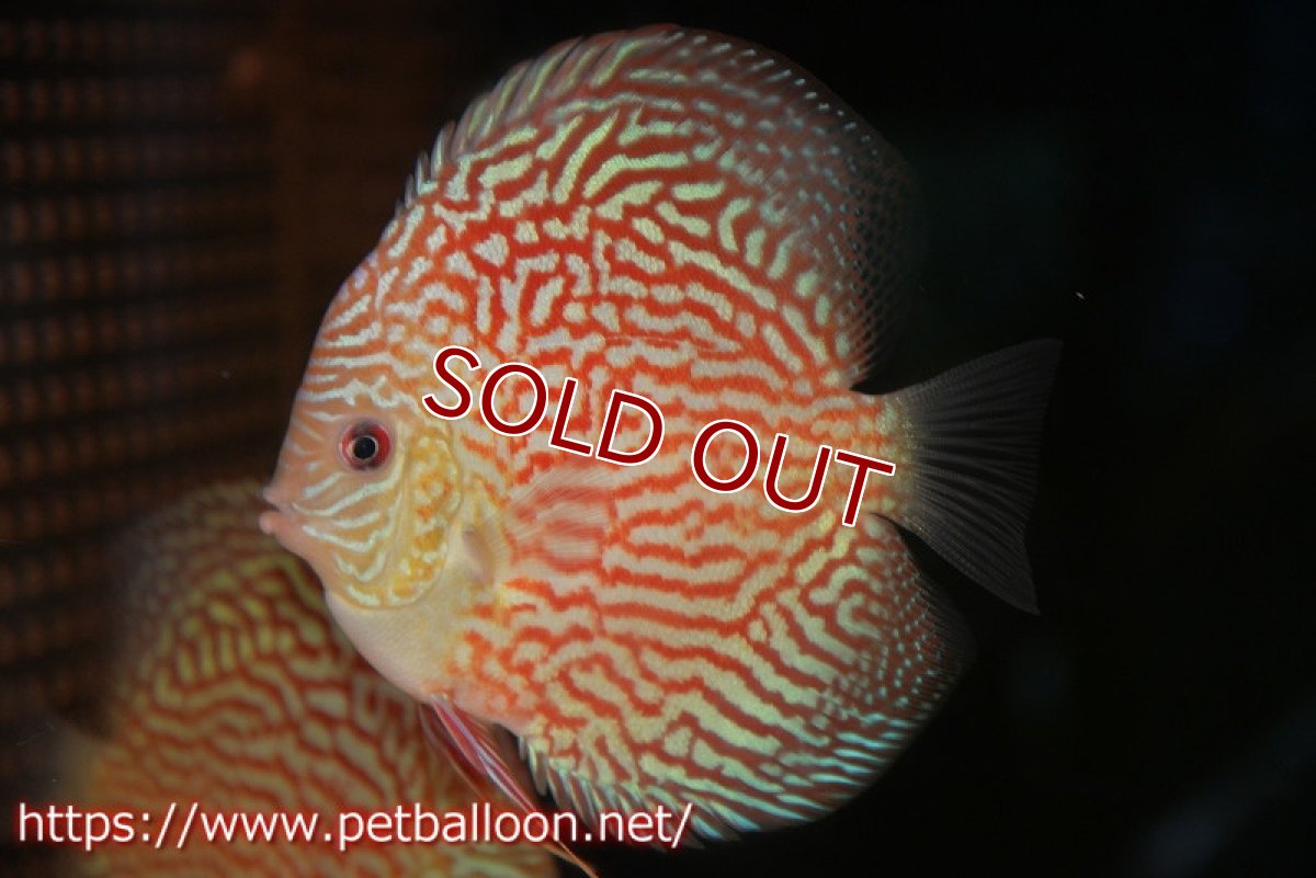 画像2: 【ディスカス】【通販】アルタムレッドカーネーション（ハイフォーム）【個体販売】12cm（生体）マレーシア　NAディスカスファーム (2)