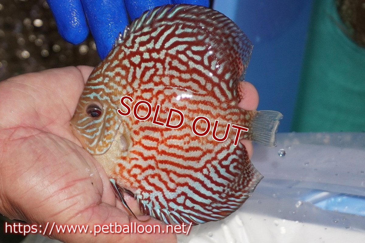 画像3: 【ディスカス】【通販】アルタムレッドカーネーション（ハイフォーム）【個体販売】12cm（生体）マレーシア　NAディスカスファーム (3)