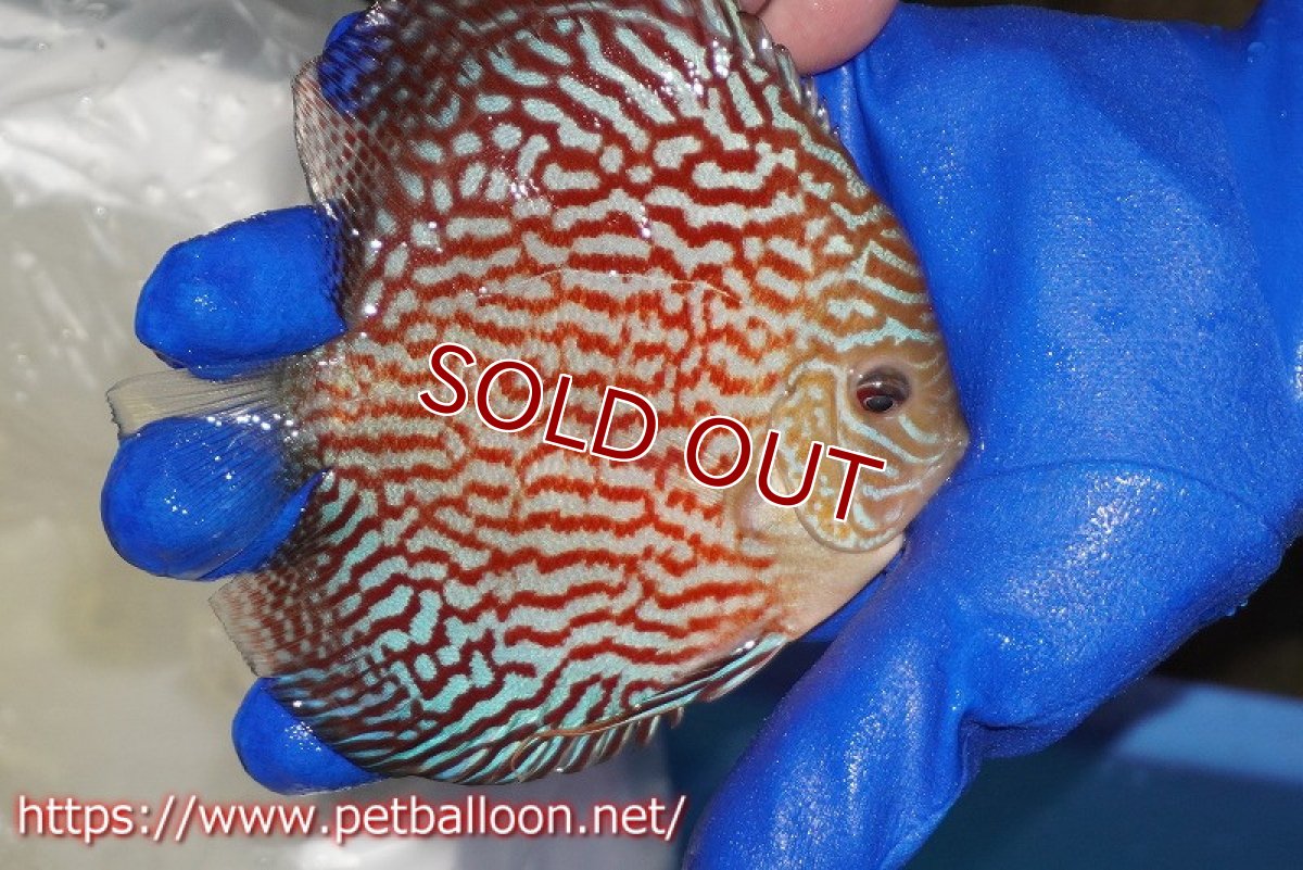 画像4: 【ディスカス】【通販】アルタムレッドカーネーション（ハイフォーム）【個体販売】12cm（生体）マレーシア　NAディスカスファーム (4)